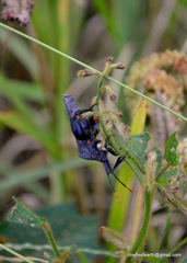 Anoplocnemis phasianus