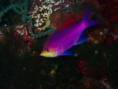 Mirolabrichthys tuka