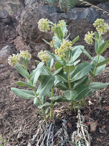 Lemmon's milkweed (Asclepias lemmonii)