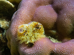 Spirobranchus corniculatus