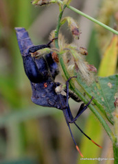 Anoplocnemis phasianus