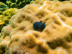 Spirobranchus corniculatus