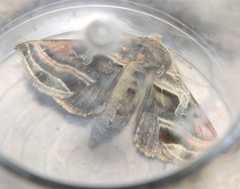 Euchalcia variabilis