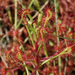 Madagascar Sundew - Photo (c) Robert Taylor, some rights reserved (CC BY), uploaded by Robert Taylor