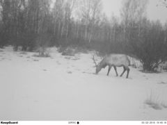 Cervus canadensis sibiricus