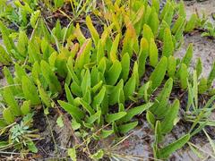 Ipomoea oblongata