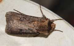 Agrotis clavis