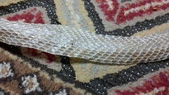 Psammophis schokari