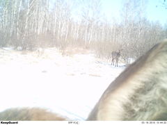 Cervus canadensis sibiricus