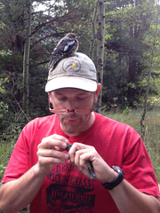 Red-Breasted Sapsucker