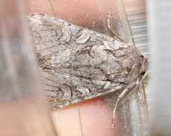 Lasionycta proxima
