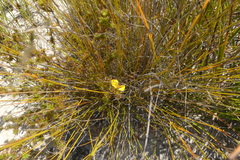 Aspalathus cliffortioides