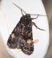 Apamea rubrirena