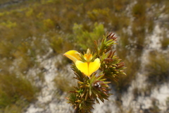 Aspalathus cliffortioides