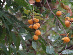 Petalostigma banksii