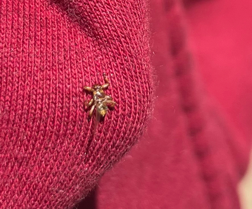 Unknown species found near Wilmot, NH, US