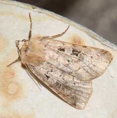 Diarsia mendica