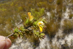 Aspalathus cliffortioides