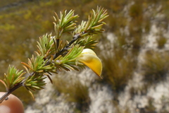 Aspalathus cliffortioides