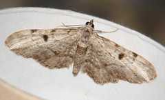 Eupithecia abietaria