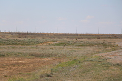 Pterocles orientalis