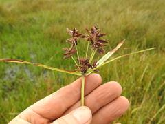 Cyperus nitidus