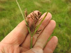 Cyperus fastigiatus