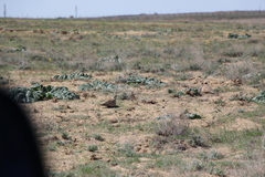 Pterocles orientalis