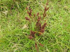 Rumex lanceolatus