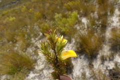 Aspalathus cliffortioides