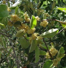 Petalostigma banksii