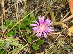 Delosperma sutherlandii