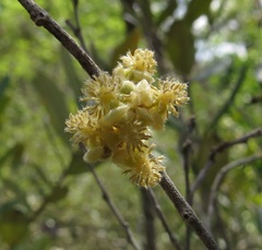 Petalostigma banksii