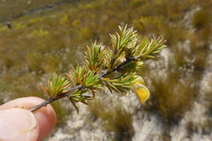 Aspalathus cliffortioides