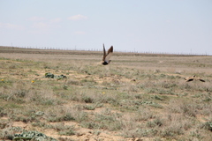 Pterocles orientalis