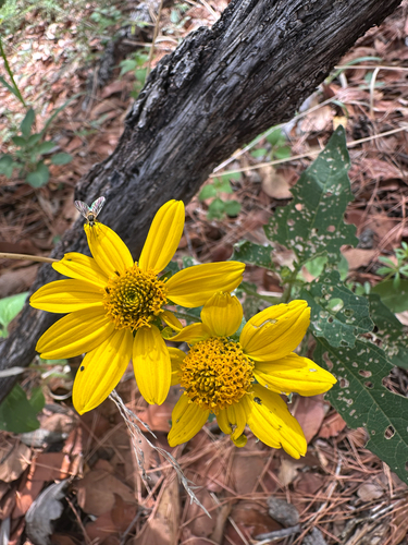 Mountain Oxeye (Heliopsis parvifolia)