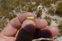 Aspalathus cliffortioides