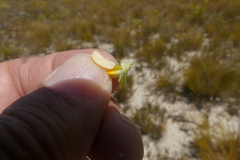 Aspalathus cliffortioides