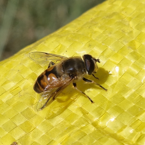 Unknown species found near Gray, TN 37615, USA