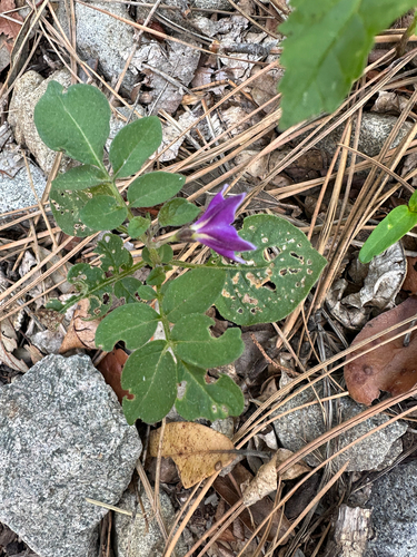 Solanum stoloniferum, photograph 4
