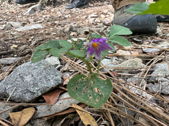 (c) Melanie J. Davis, some rights reserved (CC BY) Solanum stoloniferum, photograph (c) Melanie J. Davis, some rights reserved (CC BY)