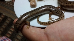 Chalcides ocellatus