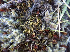 Triquetrella papillata