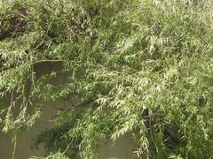 Salix mucronata woodii
