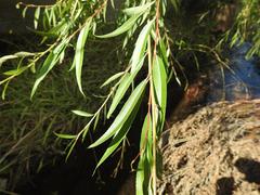 Salix mucronata woodii