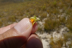 Aspalathus cliffortioides