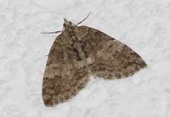 Hydriomena impluviata