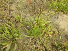 Senecio inornatus