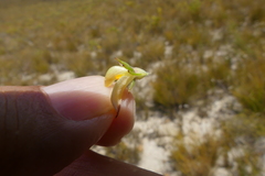 Aspalathus cliffortioides