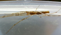 Tetragnatha